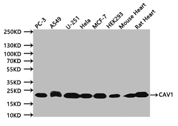 CAV1 Antibody