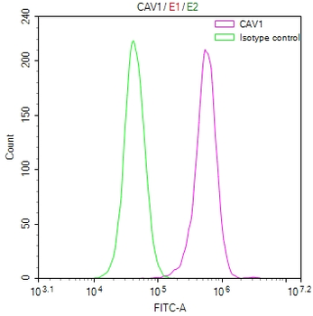 CAV1 Antibody