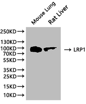 LRP1 Antibody