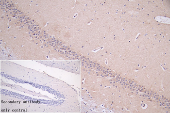 LRP1 Antibody