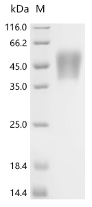 Recombinant Pig Growth hormone receptor (GHR), partial