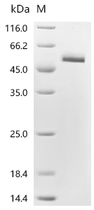 Recombinant Human R-spondin-2 (RSPO2), partial