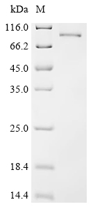 Recombinant Mouse L-amino-acid oxidase (Il4i1)