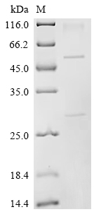 Recombinant Mouse Protein unc-13 homolog A (Unc13a), partial