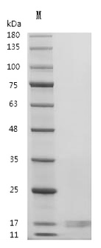 Recombinant Human Inhibin beta A chain (INHBA) (Active)