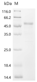 Recombinant Human S-adenosylmethionine synthase isoform type-2 (MAT2A)