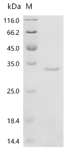 Recombinant Mouse Apoptosis-associated speck-like protein containing a CARD (Pycard)