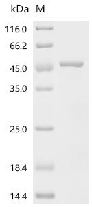 Recombinant Rat Dihydroorotate dehydrogenase (quinone), mitochondrial (Dhodh), partial