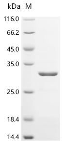 Recombinant Human Immunoglobulin lambda-like polypeptide 5 (IGLL5)