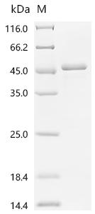 Recombinant Human Integrin alpha-IIb (ITGA2B), partial