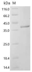 Recombinant Human Granzyme K (GZMK)