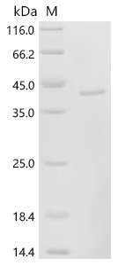 Recombinant Human Granzyme K (GZMK)