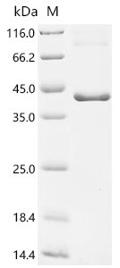 Recombinant Human Phospholipid scramblase 1 (PLSCR1)