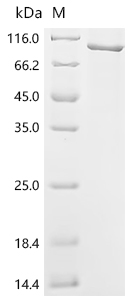 Recombinant Mouse Complement factor B (Cfb)