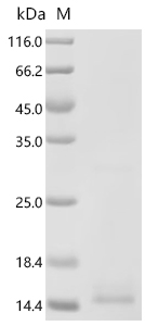 Recombinant Human Brain-derived neurotrophic factor (BDNF)(R225E,R245E)