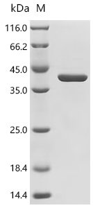 Recombinant Staphylococcus aureus Gamma-hemolysin component A (hlgA)