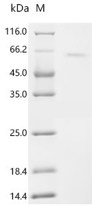 Recombinant Human Kinesin-like protein KIF20B (KIF20B), partial