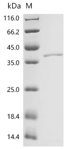 Recombinant Drosophila melanogaster Tyrosine-protein kinase hopscotch (hop), partial