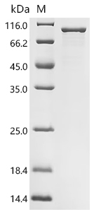 Recombinant Klebsiella pneumoniae subsp. pneumoniae Penicillin-binding protein 1B, partial