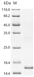 Recombinant Human Surfactant-associated protein 2 (SFTA2)