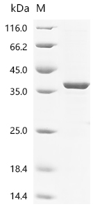 Recombinant Escherichia coli O6:H1 DNA-binding dual transcriptional regulator OmpR (ompR)