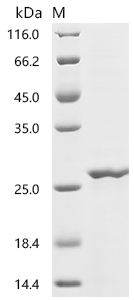 Recombinant Drosophila melanogaster Profilin (chic)