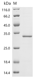 Recombinant Arabidopsis thaliana TATA-box-binding protein 1 (TBP1)