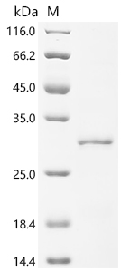 Recombinant Bunodosoma granuliferum Delta-actitoxin-Bgr2a