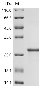 Recombinant Drosophila melanogaster Profilin (chic)