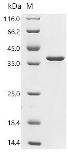 Recombinant Escherichia coli O6:H1 DNA-binding dual transcriptional regulator OmpR (ompR)
