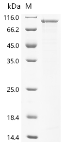 Recombinant Klebsiella pneumoniae subsp. pneumoniae Penicillin-binding protein 1B, partial