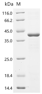Recombinant Human Cysteine-rich protein 1 (CRIP1), partial
