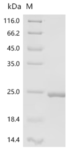 Recombinant Lambda-carrageenase (cglA), partial