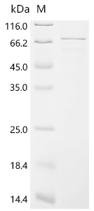Recombinant Rat Coiled-coil domain-containing 112 (CCDC112)