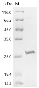 Recombinant Human Enamelin (ENAM), partial