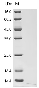Recombinant Bovine Insulin-like growth factor II (IGF2)