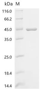 Recombinant Macaca mulatta Apolipoprotein E (APOE)