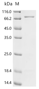 Recombinant Escherichia coli Cytoplasmic trehalase (treF)