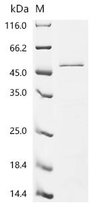 Recombinant Human Filaggrin (FLG), partial