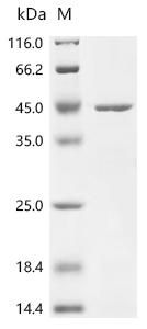 Recombinant Bacillus subtilis Penicillin-binding protein 3 (pbpC), partial