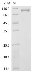 Recombinant Rat Peptidylglycine alpha-amidating monooxygenase (Pam), partial