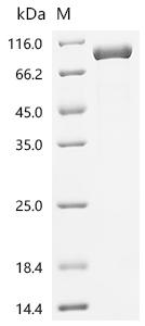 Recombinant Rat Peptidylglycine alpha-amidating monooxygenase (Pam), partial