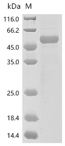 Recombinant Human Somatotropin (GH1)