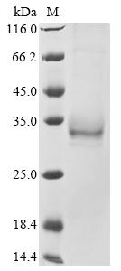 Recombinant Mouse Erythropoietin receptor (Epor), partial