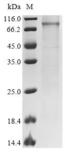 Recombinant Mouse Mannan-binding lectin serine protease 2 (Masp2)