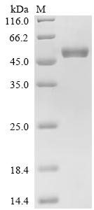 Recombinant Human Cytochrome b5 type B (CYB5B), partial