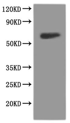 Recombinant Rat Glutamate receptor ionotropic, NMDA 1 (Grin1), partial-VLPs, Fluorescent