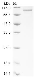Recombinant Human Butyrophilin-like protein 2 (BTNL2), partial
