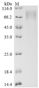Recombinant Macaca fascicularis Heat-stable enterotoxin receptor (GUCY2C), partial
