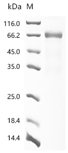 Recombinant Human Programmed cell death 1 ligand 2 (PDCD1LG2), partial